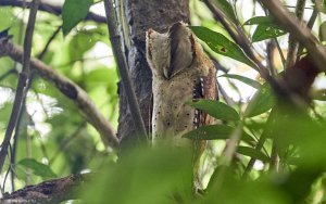 Sri Lanka bay owl