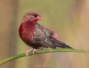 Red avadavat