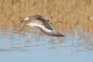 Black-tailed Godwit