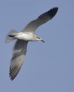 Long winged friend