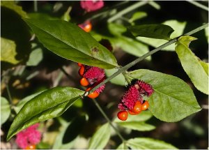 Strawberry Bush