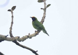 Golden-fronted Leafbird (Male)