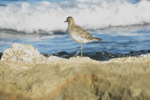 Pacific Golden Plover