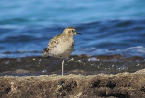 Pacific Golden Plover