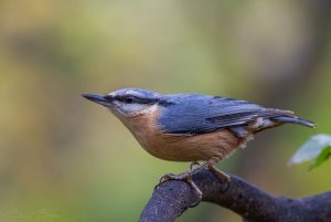 Eurasian nuthatch