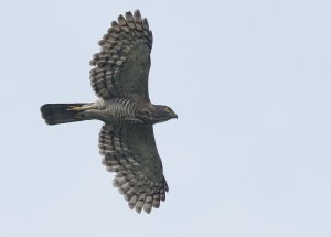 Crested Goshawk