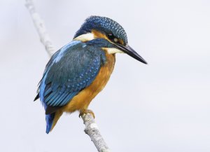 Kingfisher 2