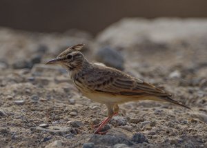 crested lark