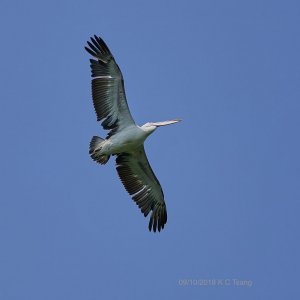 Spot-billed Pelican