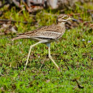 Indian Thick-knee