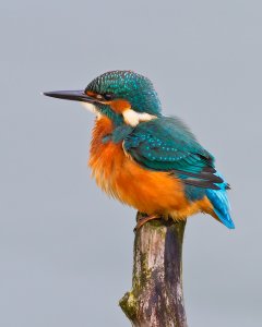 Kingfisher fluffing up
