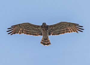 Short-toed snake eagle Circaetus gallicus,Vatousa, Lesvos 30/04/18