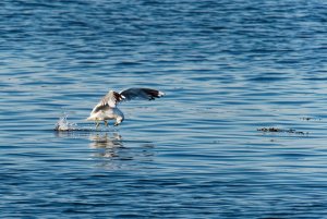 Common Gull fishing II
