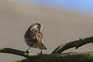 Dunnock in light and shadow