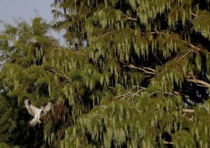 Osprey  landing on giant flowering cypress.