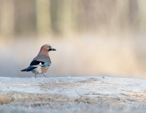 Garrulus glandarius