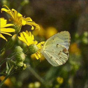 Little Sulphur