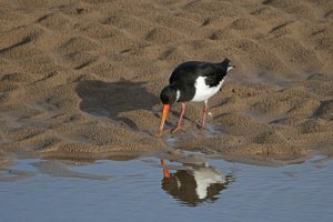 Oystercatcher