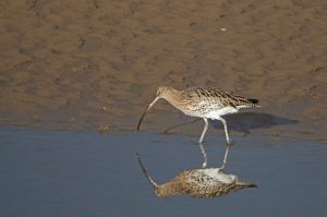 Curlew