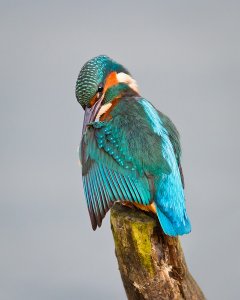 Kingfisher- Preening