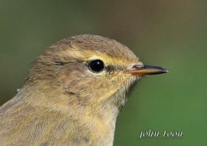 chiffchaff