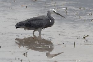 Little Egret Dark Morph