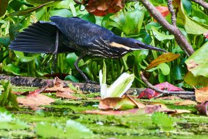 Black Bittern