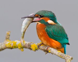 Kingfisher with Dinner