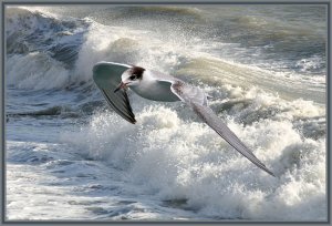 Common Tern