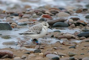 Sanderling