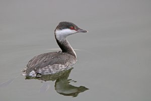 Slavonian Grebe