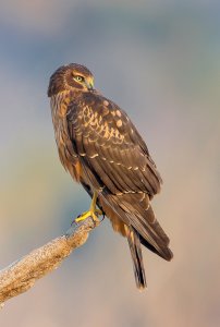 Northern Harrier