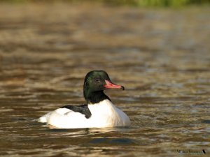 Common merganser male