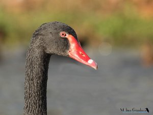 Black Swan close up