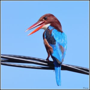 White-throated Kingfisher