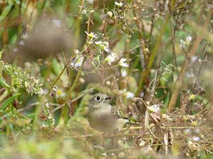 female ruby crowned kinglet