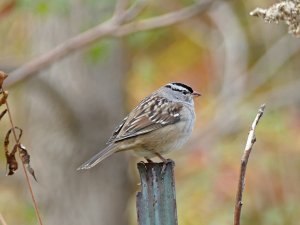 sweet white crowned sparrow