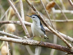 white breasted nuthatch