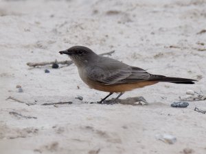 Say's Phoebe with prey