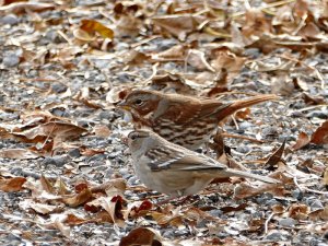 juvie white crowned sparrow & a fox sparrow