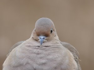 mourning dove close up