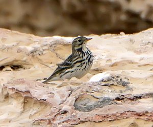 Pipet possibly a BuffBellied/American Pipit ? Now fairly convinced that it 