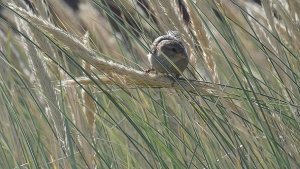 House Sparrow (Passer domesticus)