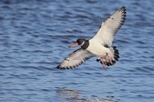 Oystercatcher