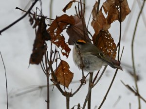 adorable male golden crowned kinglet