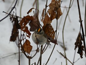 itty bitty male golden crowned kinglet