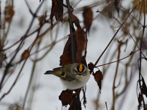 sweet male golden crowned kinglet