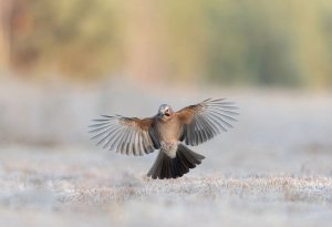 Garrulus glandarius