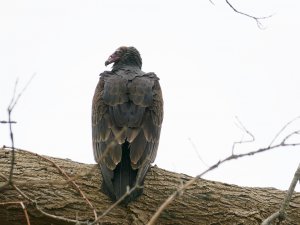 looking thru nose ofturkey vulture