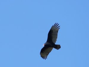 turkey vulture in flight